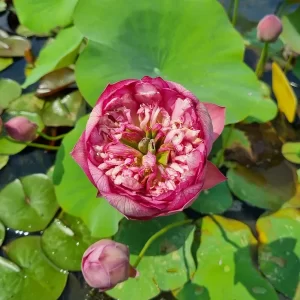 nelumbo-master-piece-5