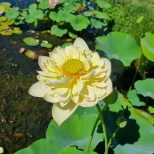 nelumbo-new-orange-loquat-2