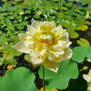 nelumbo-new-orange-loquat-3