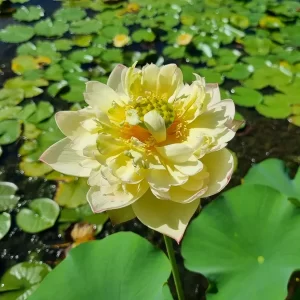 Lotus Nelumbo 'New Orange Loquat'