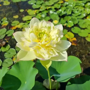 nelumbo-new-orange-loquat-4