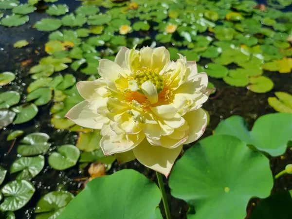 nelumbo-new-orange-loquat