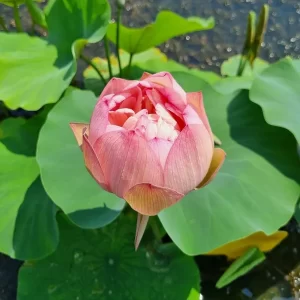 nelumbo-peachy-girl-2
