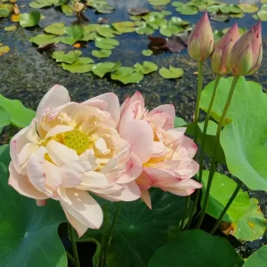 Lotus Nelumbo 'Peachy Girl'