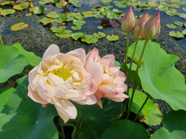 nelumbo-peachy-girl-3