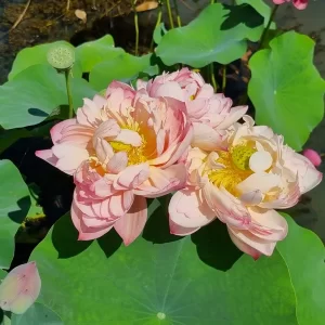nelumbo-peachy-girl