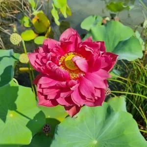 nelumbo-rattana-2