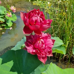 nelumbo-rattana-3