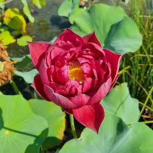 Lotus Nelumbo 'Rattana'
