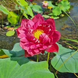 nelumbo-rattana-4