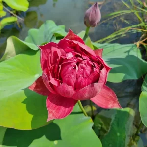 nelumbo-rattana-5