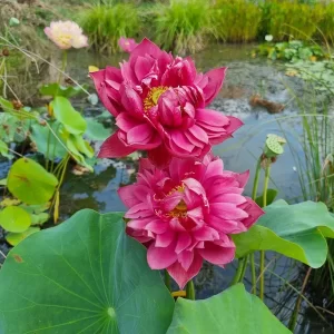 nelumbo-rattana-6