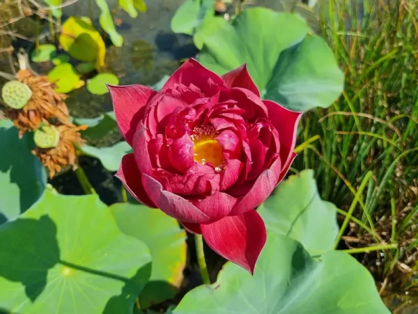 nelumbo-rattana