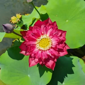 nelumbo-red-pegasus-2
