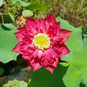 Loto Nelumbo 'Red Pegasus'