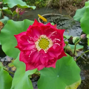 nelumbo-red-pegasus-4