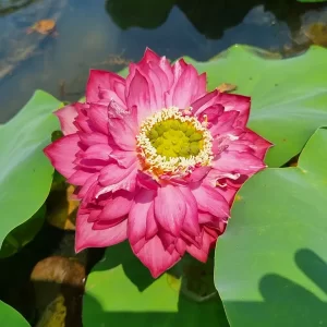 nelumbo-red-pegasus-5