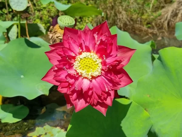 nelumbo-red-pegasus