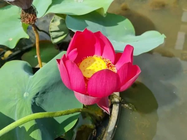 nelumbo-red-penguin