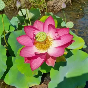 nelumbo-red-shanghai-2