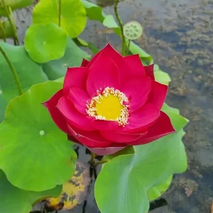 Lotus Nelumbo 'Red Shangai'