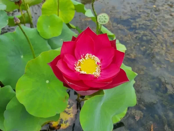 nelumbo-red-shanghai