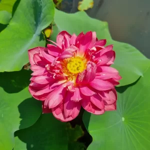 nelumbo-red-watermelon-2