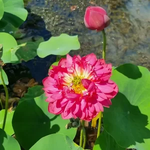 nelumbo-red-watermelon-3