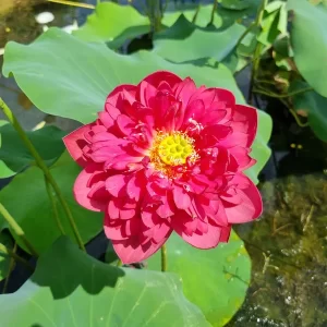 Lotus Nelumbo 'Red Watermelon'