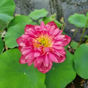 nelumbo-red-watermelon-6