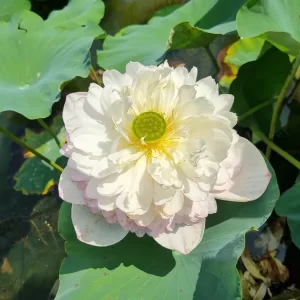 nelumbo-super-lotus-2