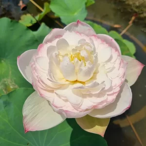 nelumbo-super-lotus-3
