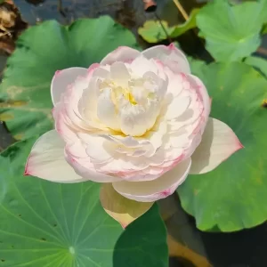 Lotus Nelumbo 'Super' Lotus