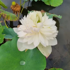 nelumbo-super-lotus-4