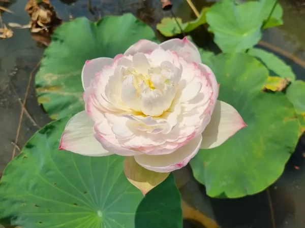 nelumbo-super-lotus