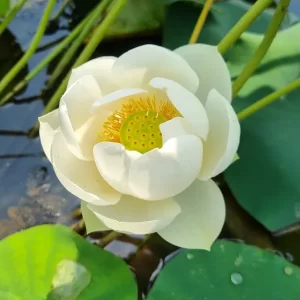 Lotus Nelumbo 'Wedding Dress'