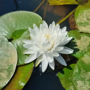nymphaea-bangkok-snow-2