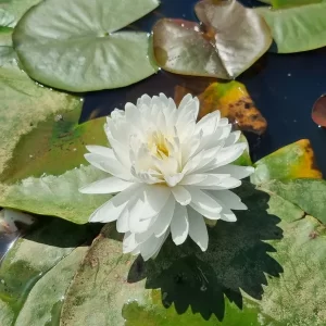 nymphaea-bangkok-snow-3