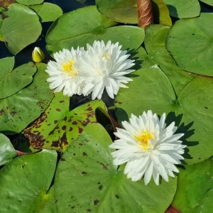 Nénuphar Nymphaea 'Bangkok Snow'