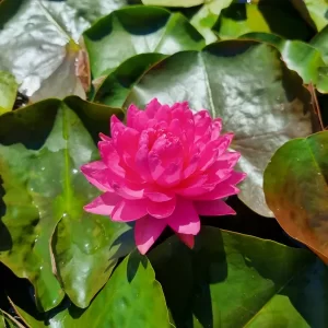 nymphaea-manickam-2