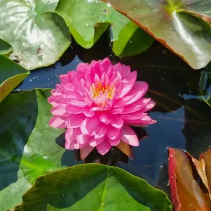 nymphaea-manickam-3
