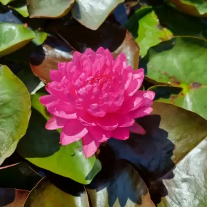 Nénuphar Nymphaea 'Manickam'