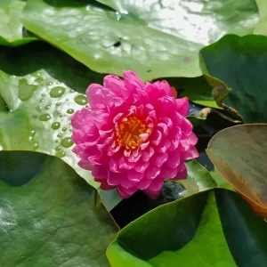 nymphaea-manickam-4