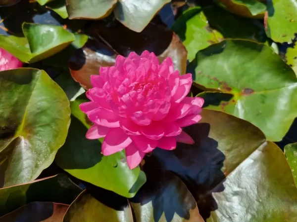 nymphaea-manickam