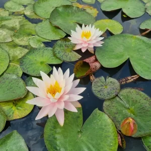 Nénuphar Nymphaea 'Myra'