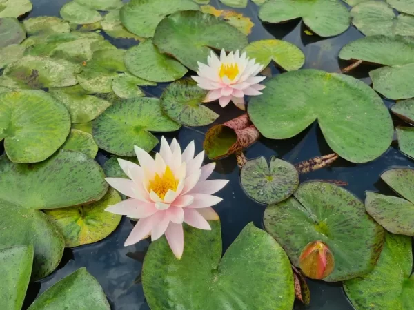 nymphaea-myra
