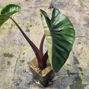 colocasia-hilo-bay-3