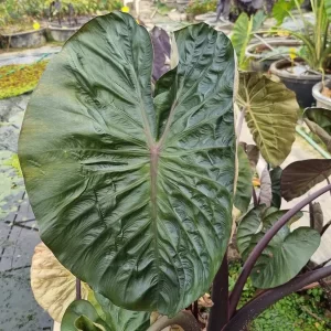 colocasia-hilo-bay