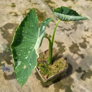 colocasia-milky-way-3
