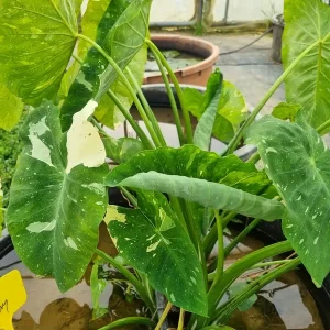 Colocasia esculenta ‘Milky Way’ ou ‘Elepaio’
